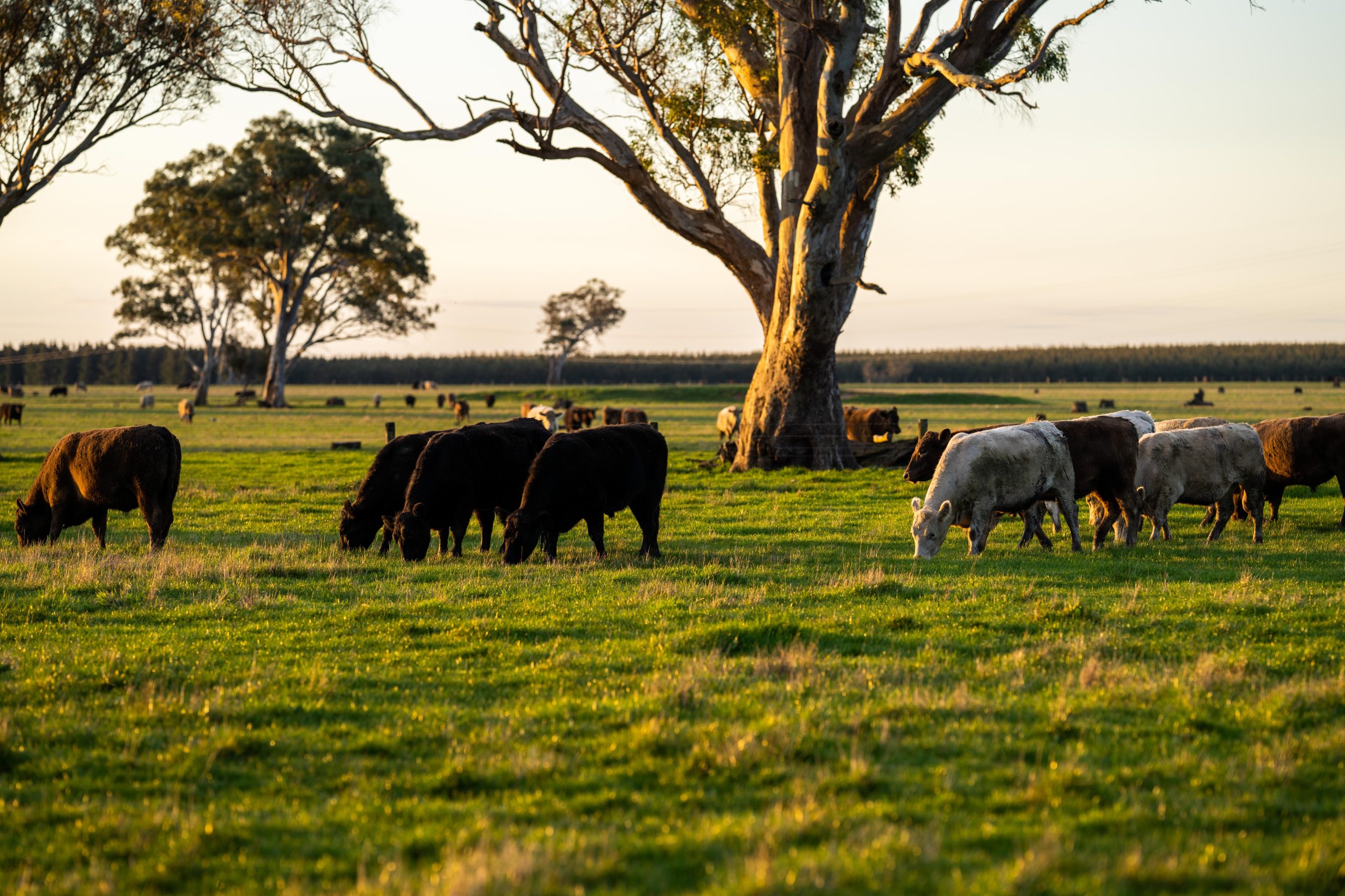 Close,Up,Of,Stud,Speckle,Park,Beef,Bulls,,Cows,And