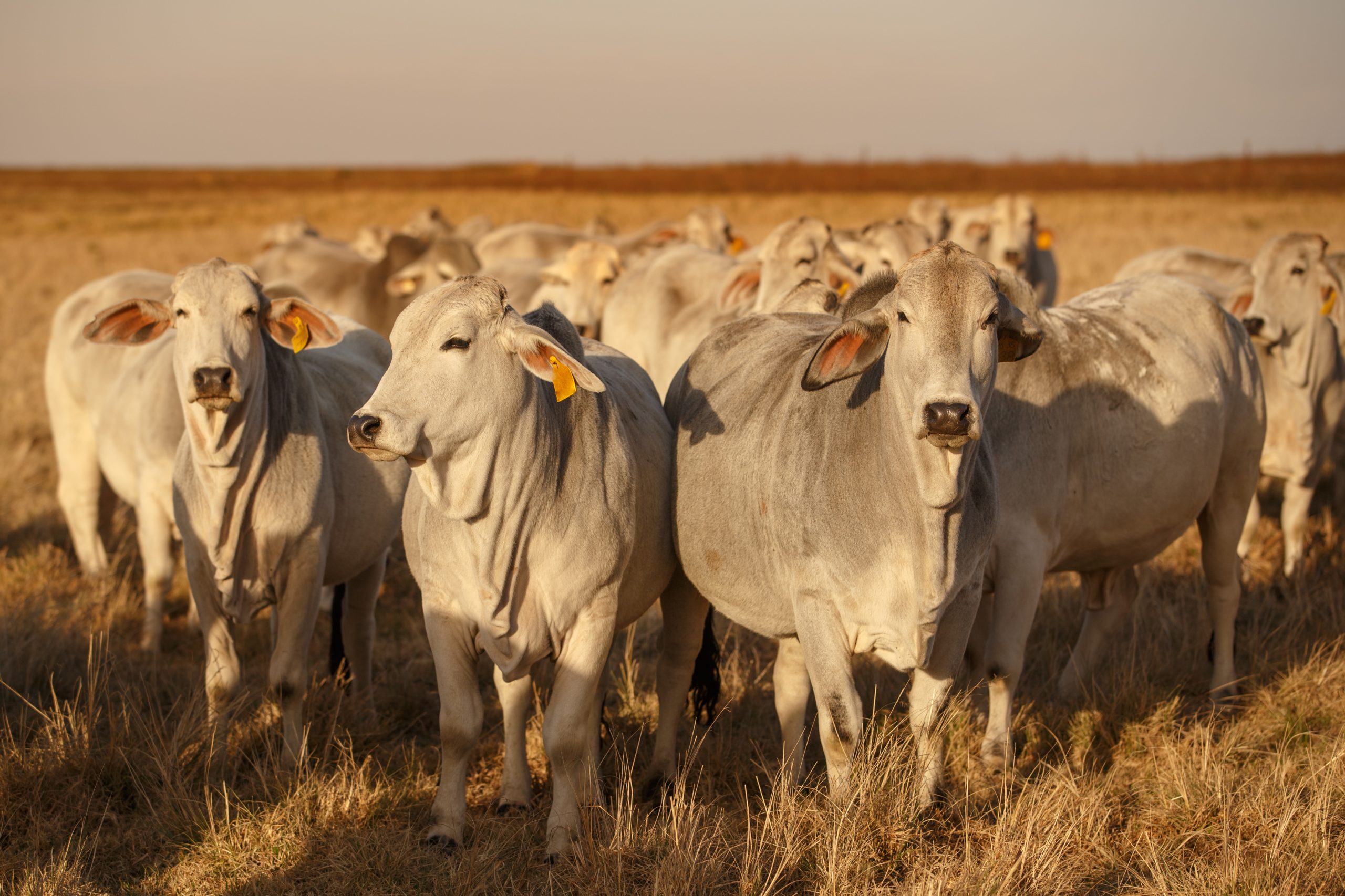 Brahman cattle in a paddock