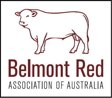 Belmont Red Annual Bull Sale