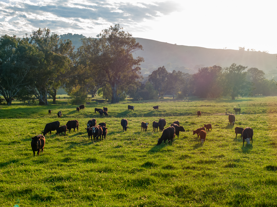 Cattle grazing in green pastures with trees in the background