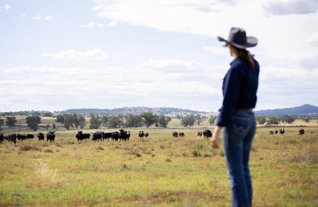 Cattle and Climate