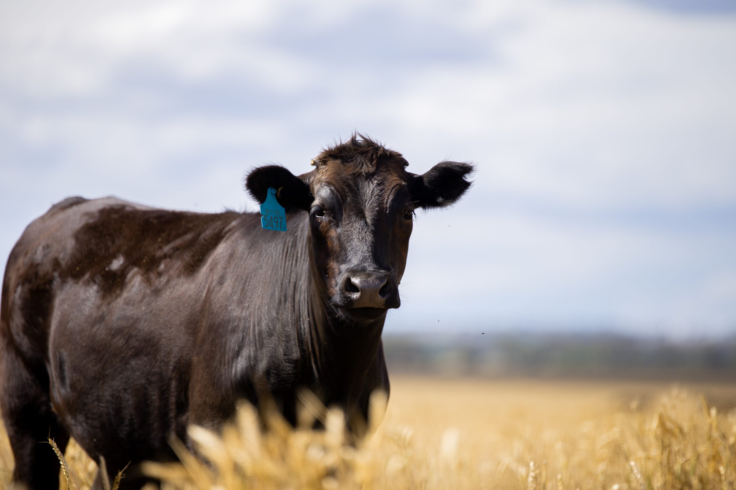Cow in field