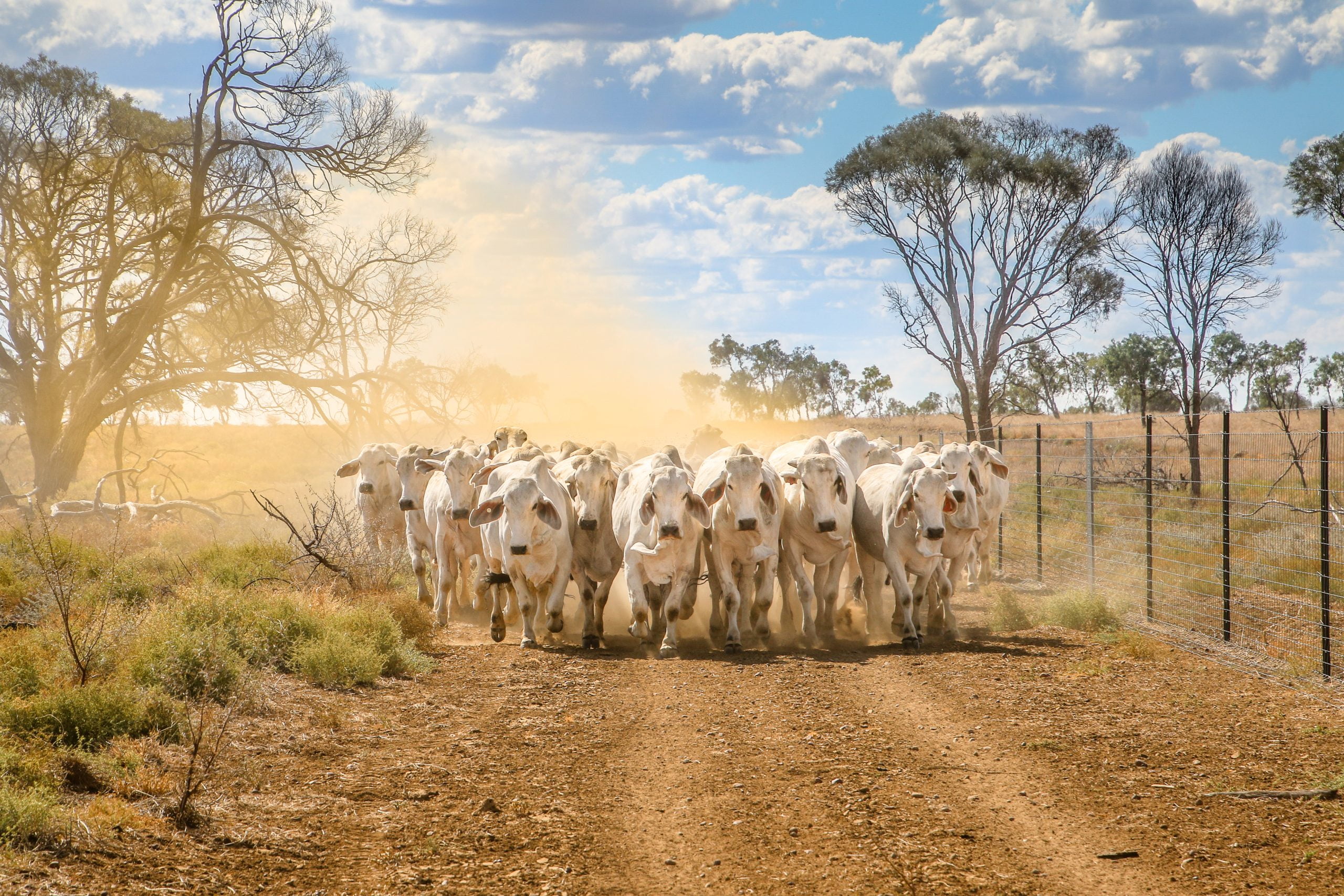 Brahman,Cattle,Coming,Up,A,Dusty,Road,Landscape,In,Outback