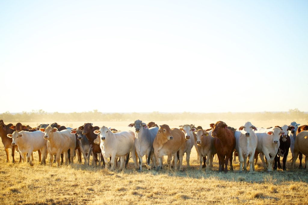 Cattle Australia further questions Biosecurity Levy