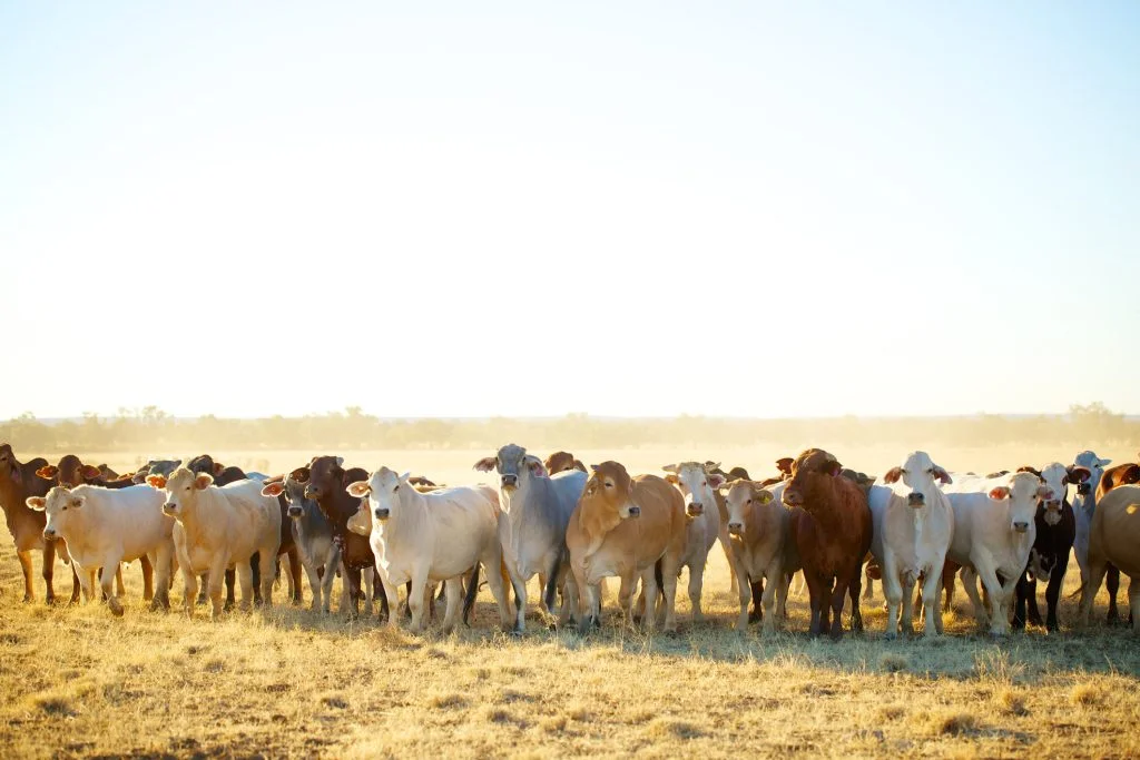 Cattle Australia further questions Biosecurity Levy