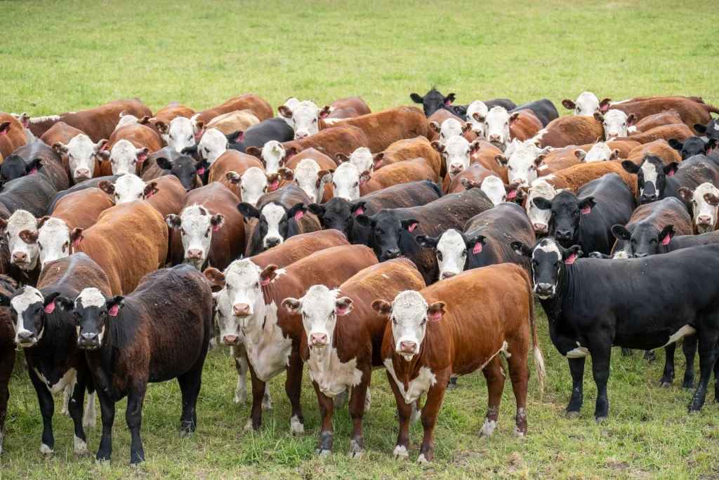 Cattle Australia welcomes mechanism to hold government to account on biosecurity