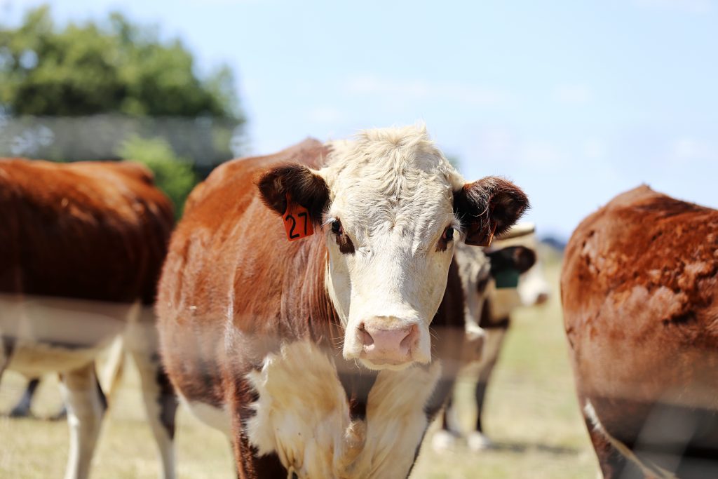 Cattle Australia implores Government to listen on biosecurity levy