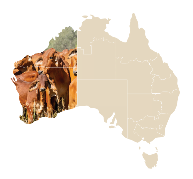 Joint Statement I Sheep Producers Australia and Cattle Australia welcome Western Australian farmers' funding package