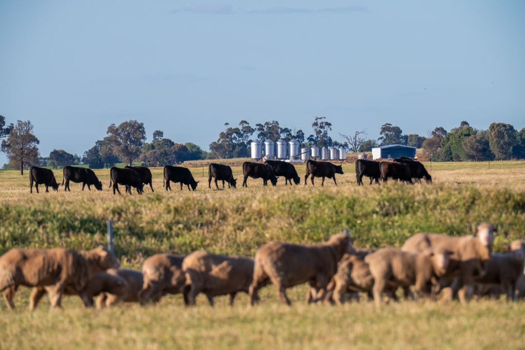 Australian cattle producers fed up with being political currency