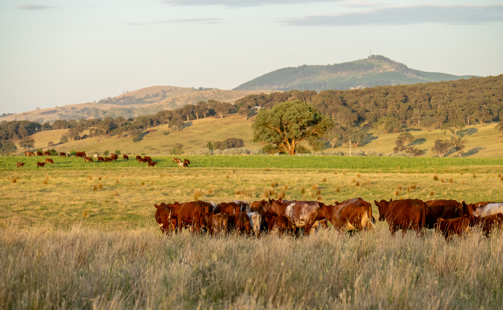 Cattle Australia launches Land Management Commitment