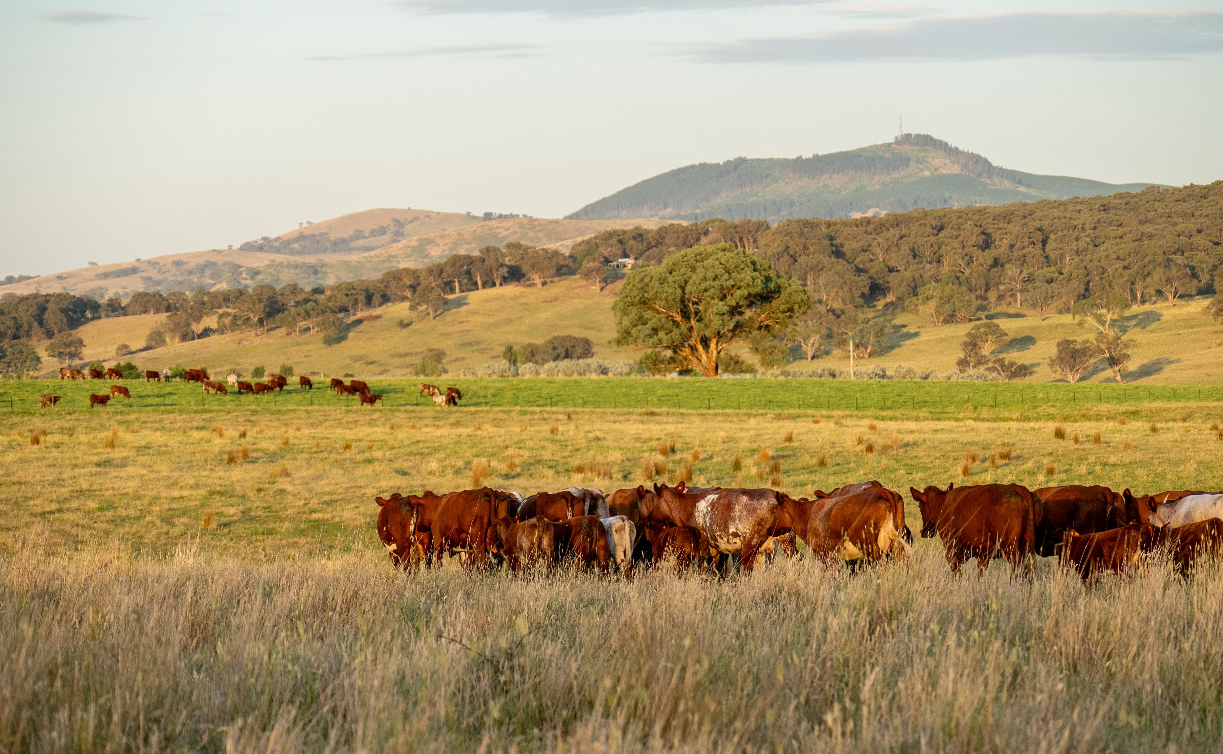 Photo of cattle grazing native pastures with woodlands in the background.