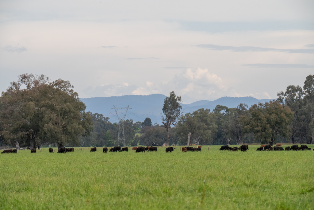 Carbon, renewables, mining – Cattle Connect to tackle the big questions