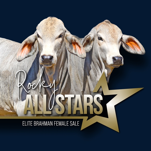 All Stars Brahman Female Sale