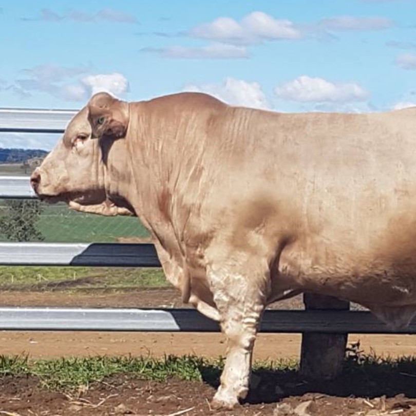 CQ Premier Charolais Sale