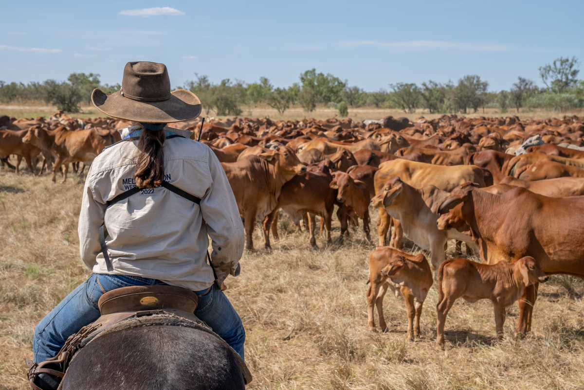 Woman on horse mustering cattle.