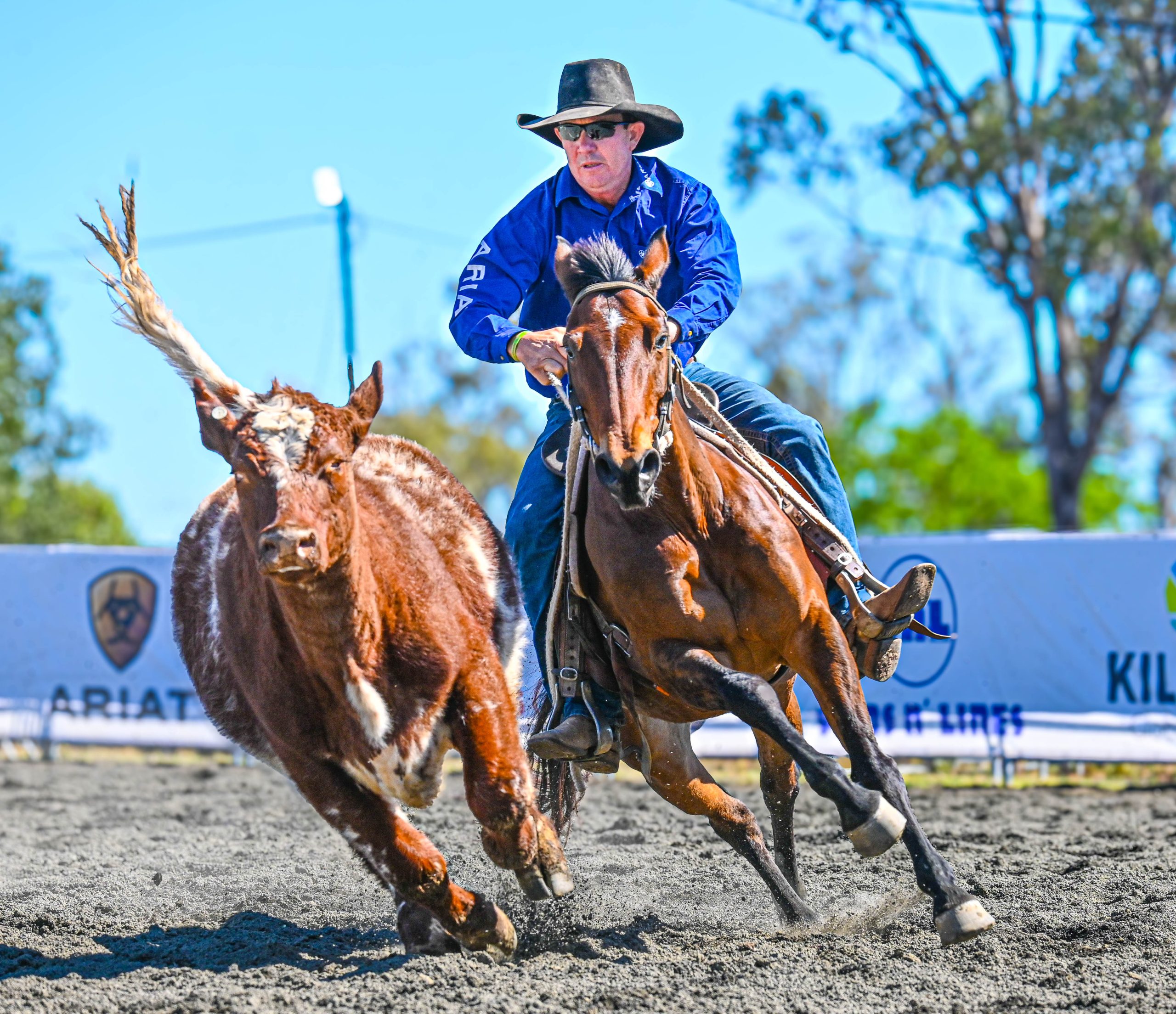cattleman on horse chasing a cow